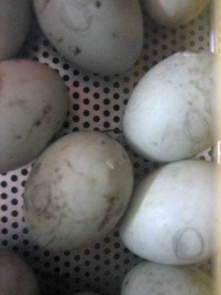eggs01.jpg