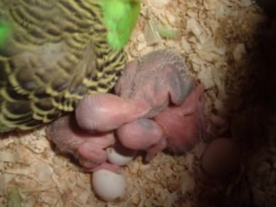 Babies4-1.jpg