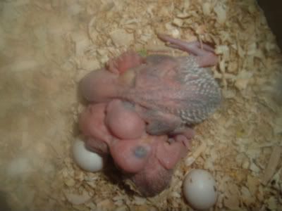 Babies42-1.jpg