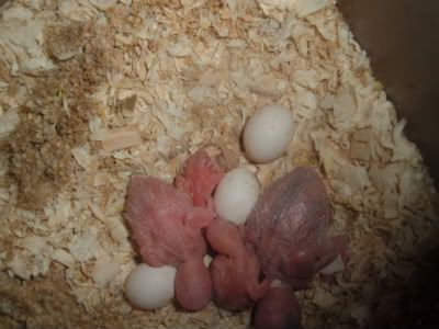 BabiesBudgie-1.jpg