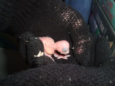 Baby1onhand2-1.jpg