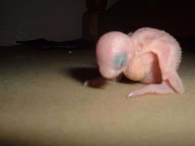 Baby4standing-1.jpg