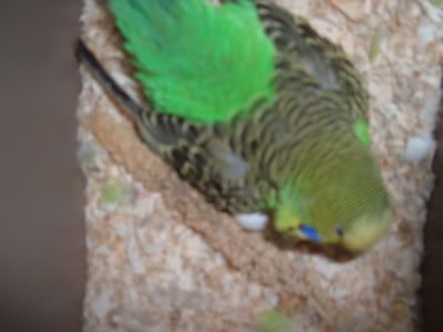 Babybudgie1-1.jpg