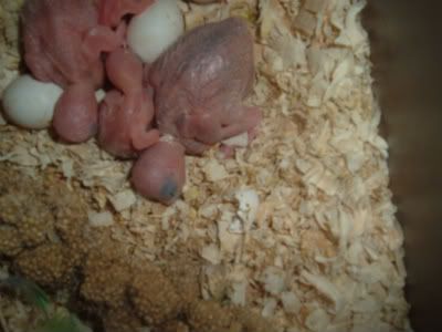 BudgieBabies-1.jpg