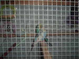 Budgieincage.jpg