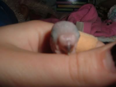 CHICK4-4-1.jpg