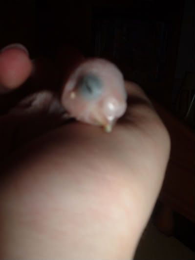 CHick4-1.jpg