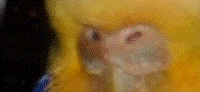Cere3.gif