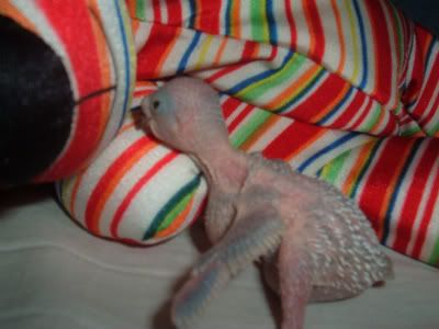 Chick1-1.jpg