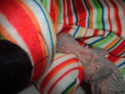 Chick12-1.jpg