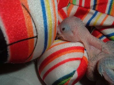 Chick13-1.jpg