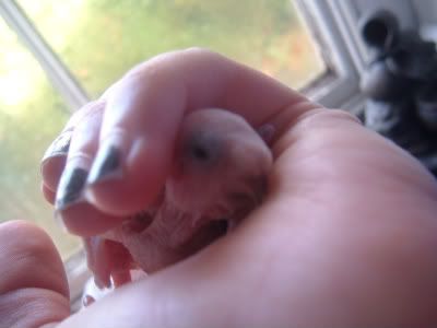 Chick4-2-1.jpg