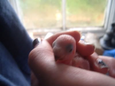 Chick4-3-1.jpg