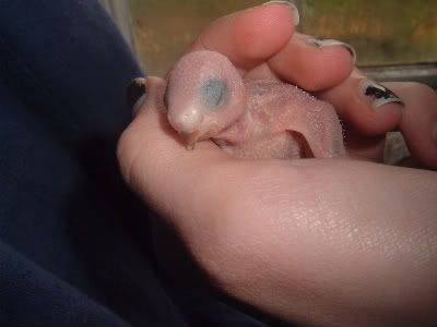 Chick4onhand2-1.jpg