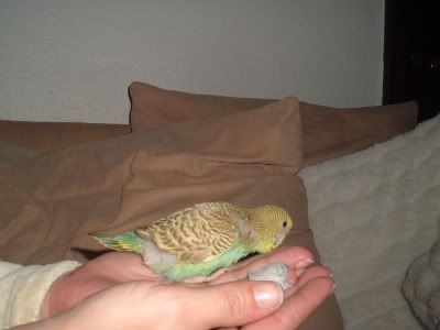 Cocoside-1.jpg