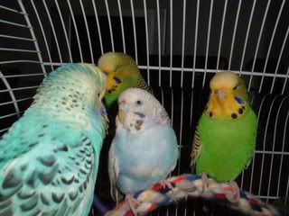 Flock.jpg