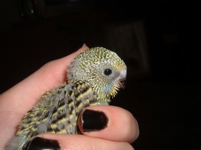 KIWI5-1.jpg