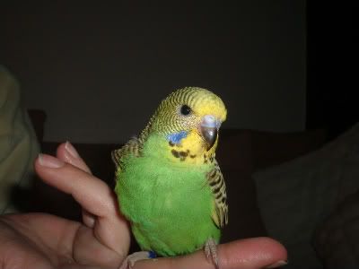 KIWI7thnov-1.jpg