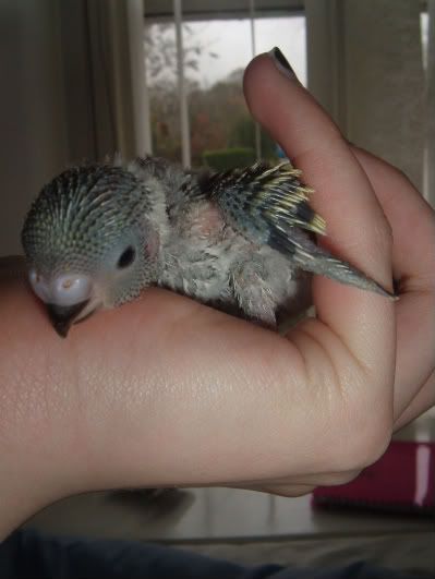 Kiwi1-1.jpg