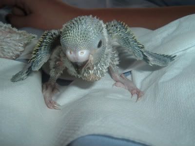 Kiwi2-1.jpg