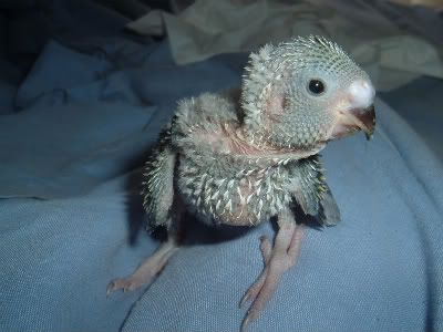 Kiwi3-1.jpg