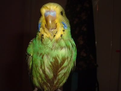 KiwiBOM-1.jpg