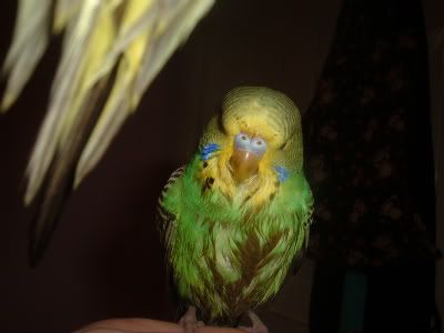 Kiwiafterherfirstbath-1.jpg