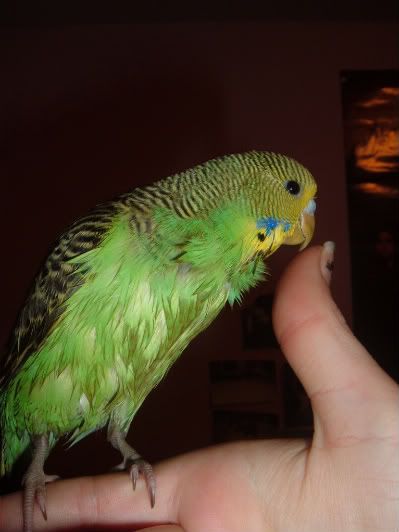 Kiwiafterherfirstbath2-1.jpg