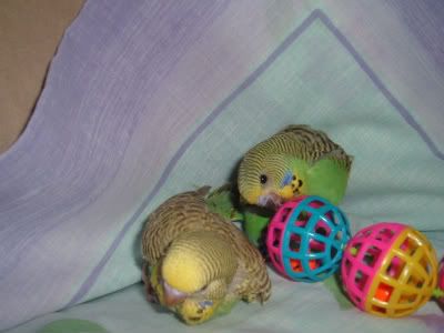Kiwiplayingwithherballtoy-1.jpg
