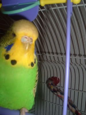 Lulumugshot.jpg
