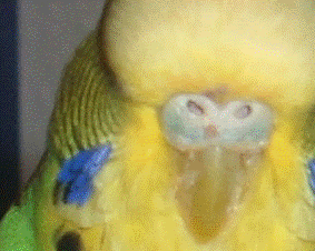 Luluscere.gif