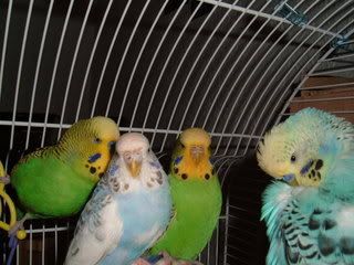 Myflock2.jpg