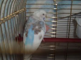 Newbudgie-1.jpg