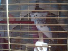Newbudgie2-1.jpg