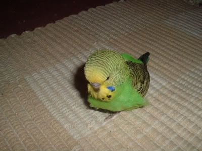 Oushionthefloor-1.jpg