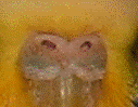 Picture1-1.gif