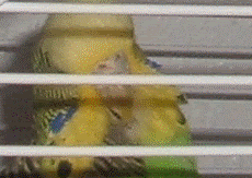 Picture1.gif