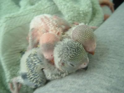 Thesnugglehuddle-1.jpg