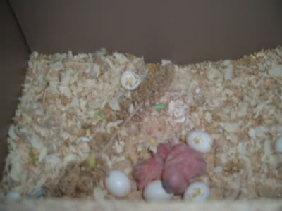 Threebabies-1.jpg