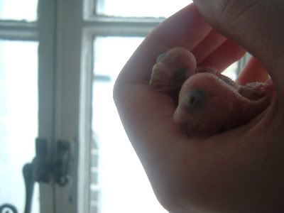 Twinbudgies1.jpg