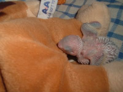 chick4onamonkey-1.jpg