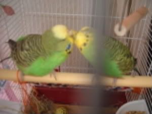 georgefeedingLumina-1.jpg