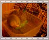 th_Kiwitakingherfirstbath.jpg