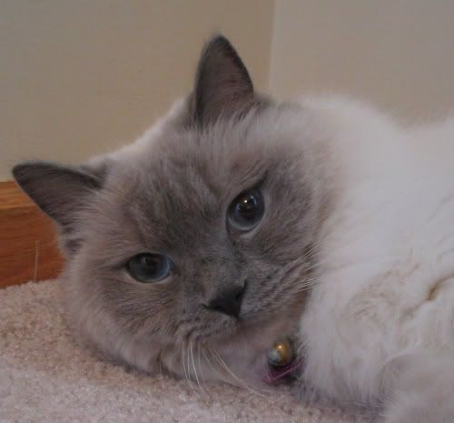 Our blue point Ragdoll cat