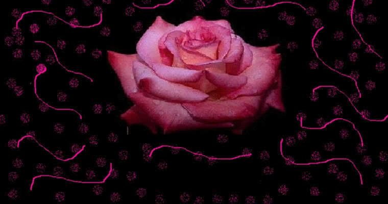 pink rose background. ackground: