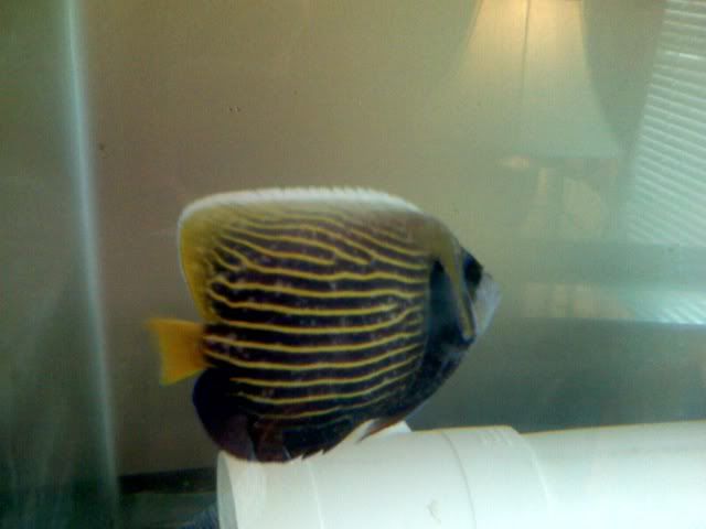 help diagnose my emperor