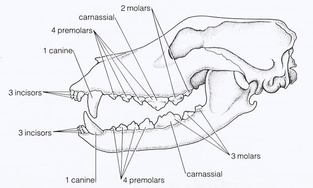 Skull.jpg