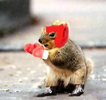 boxing_squirrel.jpg
