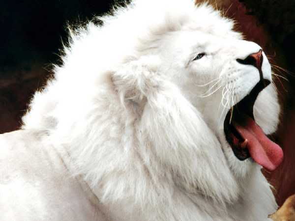 White Lion Pictures, Images and Photos