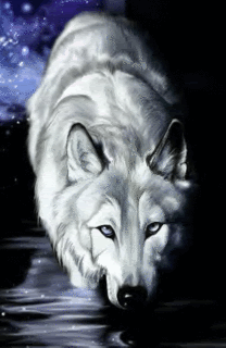 wolf-2.gif